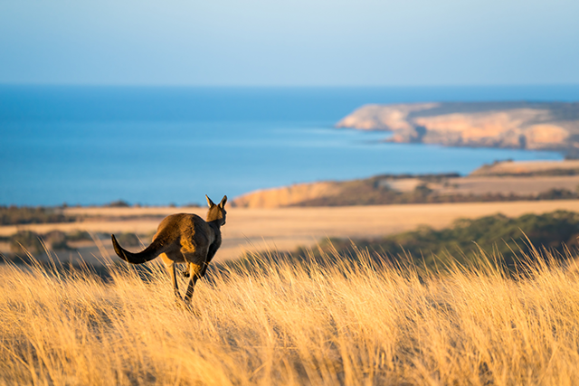 Kangaroo Island